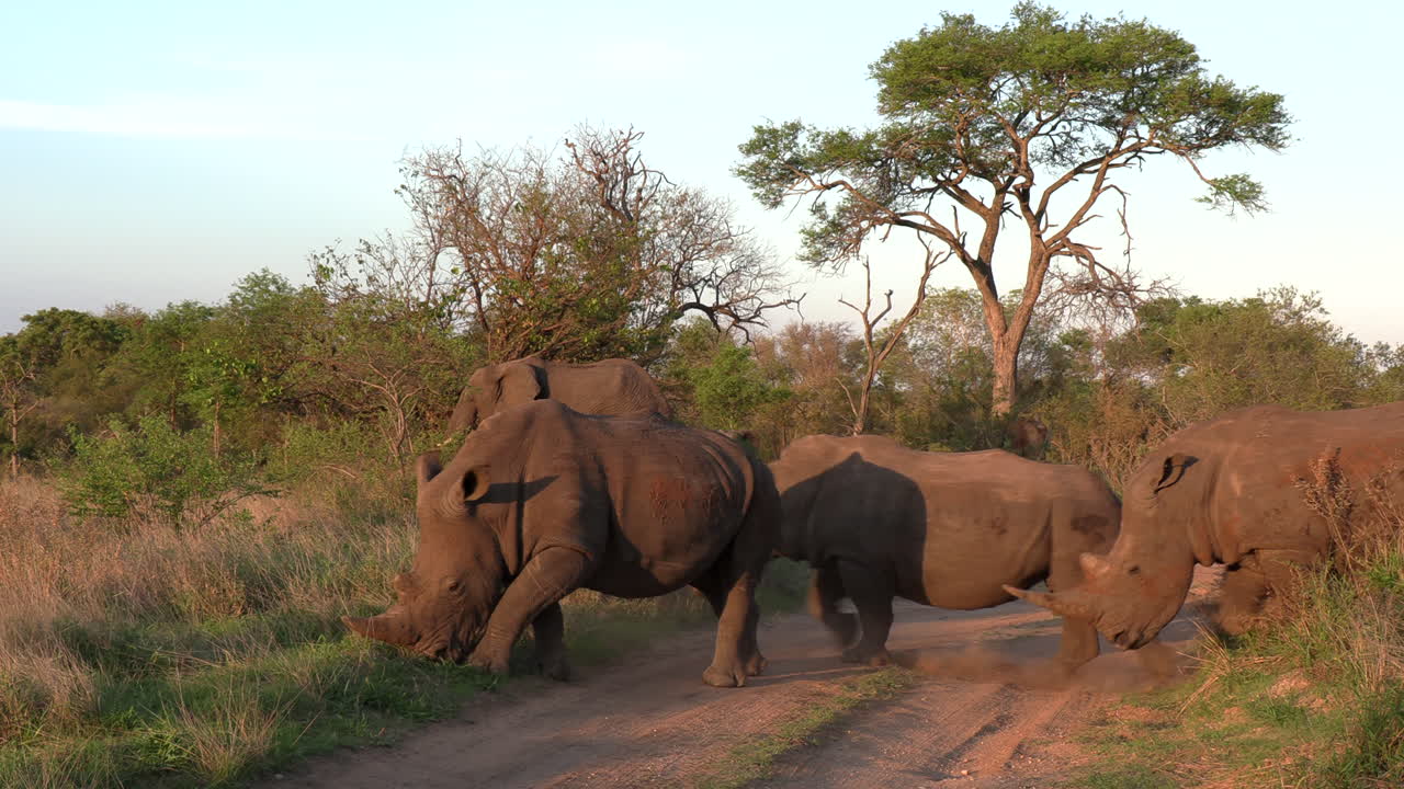 Un gruppo di rinoceronti bianchi attraversa una strada sterrata nel Parco Nazionale Kruger, Africa