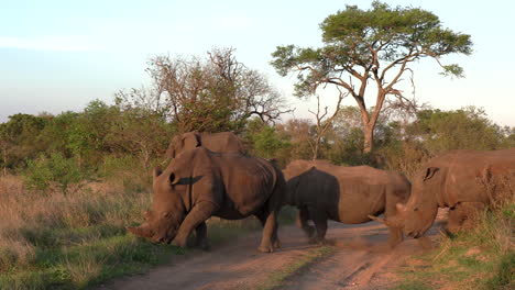 a group of white rhinos cross a dirt road in the kruger national park, africa