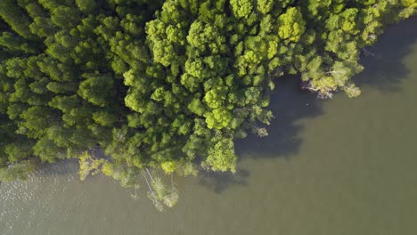 Manglares-Río-Colinas-Malasia-Langkawi