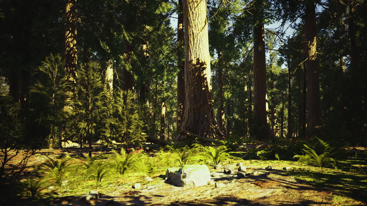 Forest tranquility embraces sunlight filtering through tall trees