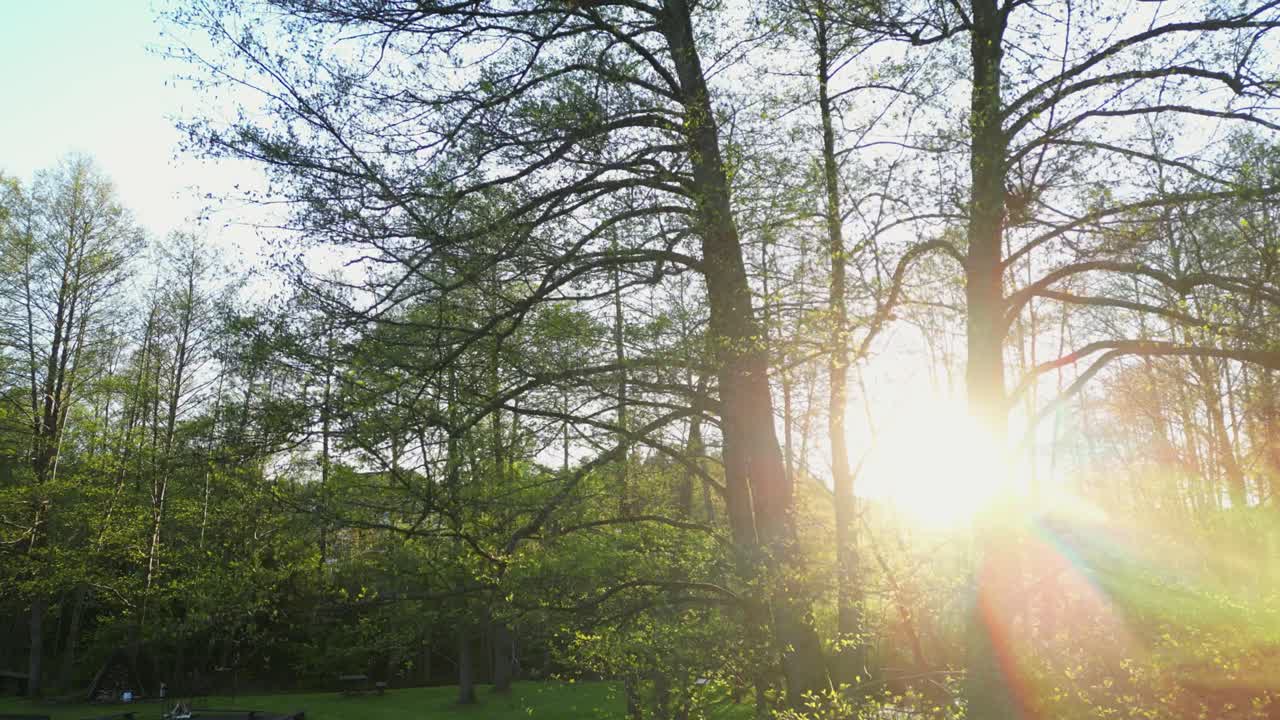 Drone Rising Above Tree with Sun Rays Shining Through Branches at Sunset