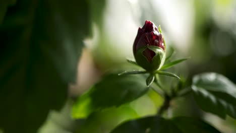 close-up of a red hibiscus bud