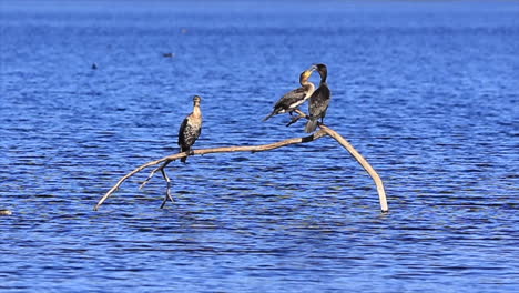 Cormoranes-De-Pecho-Blanco-De-Gran-Angular-Luchando-En-Rondevlei-Sedgefield