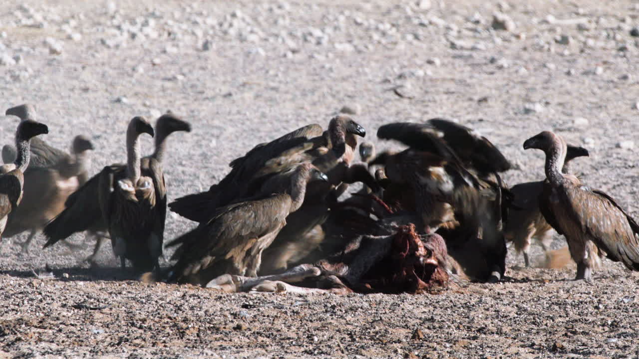 나미브 사막에서 신선한 오릭스 영양의 시체를 먹고 있는 흰등 독수리의 대규모 모임
