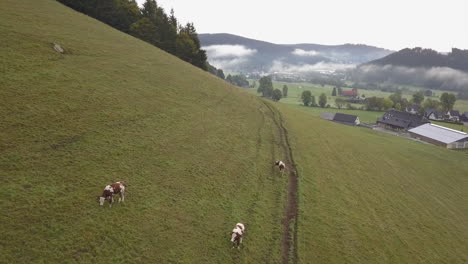 holstein dairy cows graze on foggy green hillside in rural germany