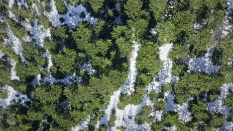 a dense forest with patches of snow in sunlight, showcasing nature's texture, aerial view