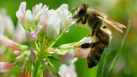 Abeja-De-Miel-Bebiendo-Néctares-Dulces-De-Flor-De-Trébol-Blanco-En-El-Jardín-En-Verano