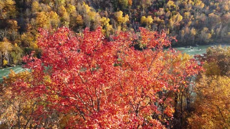 Aerial-view-of-the-mountain-river-and-various-orange-trees