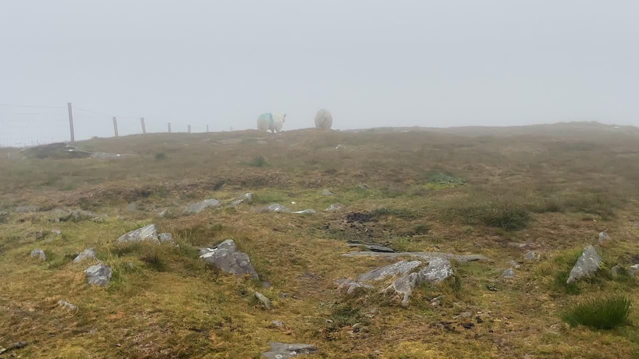 fog in the green field of the sheep. sheep feeding outside the mist-fog field in ireland