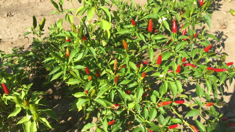 red hot chili peppers. spicy food. organic ingredients