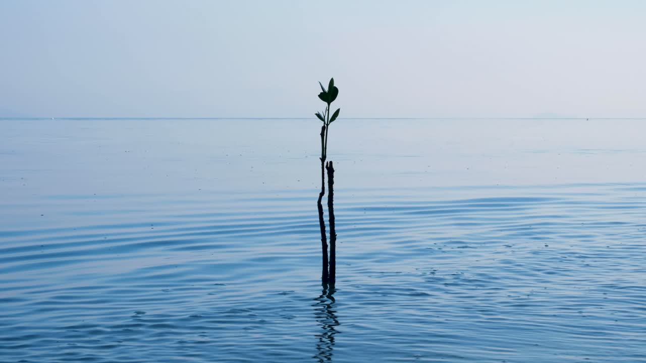 Growth of solo mangrove saltwater plant growing in shallows of ocean on a remote tropical island in Raja Ampat, West Papua, Indonesia