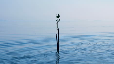 Growth-of-solo-mangrove-saltwater-plant-growing-in-shallows-of-ocean-on-a-remote-tropical-island-in-Raja-Ampat,-West-Papua,-Indonesia