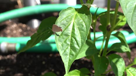 4k hairstreak butterfly crawling on a green pepper plant leaf