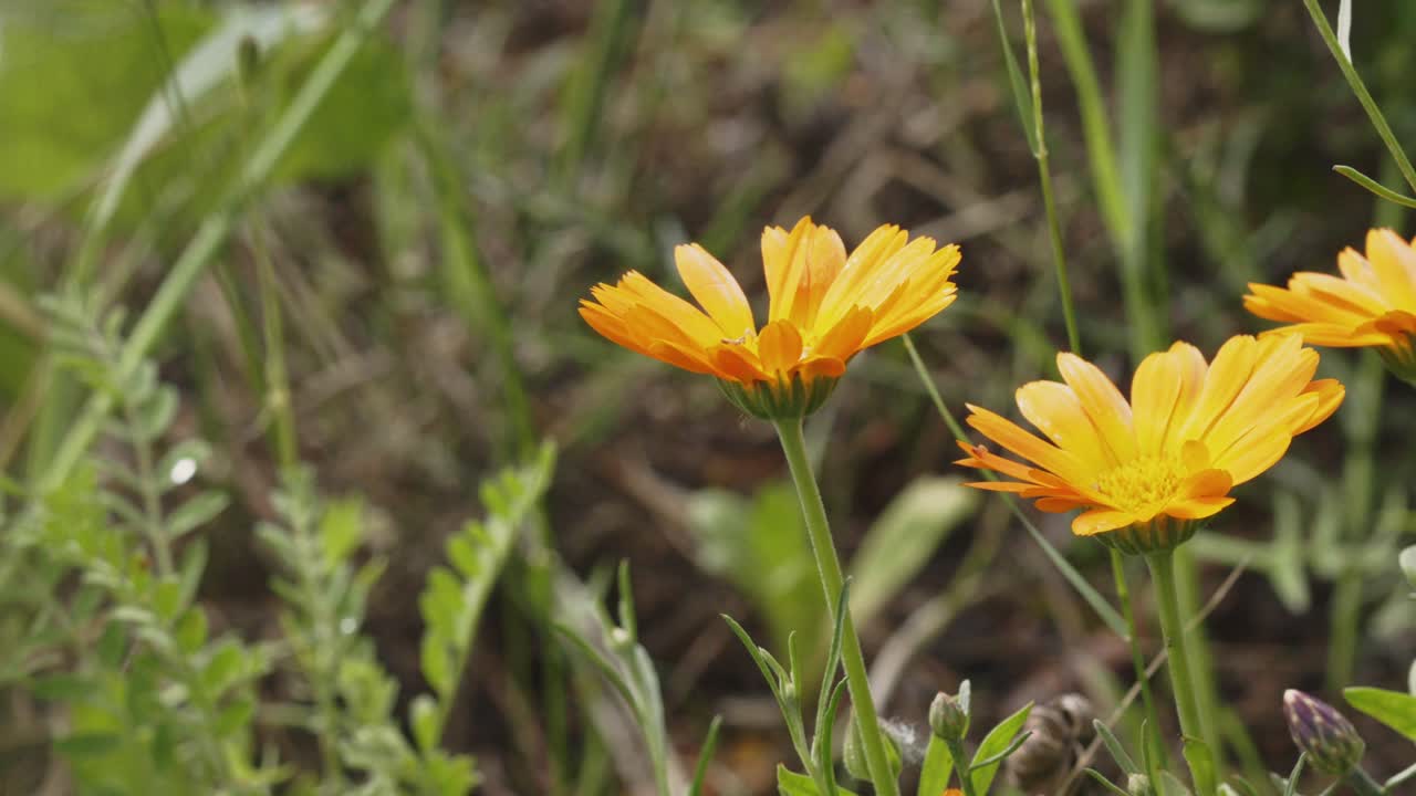 flores de caléndula en un jardín