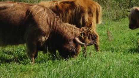 Hochlandrinder-Sind-Auf-Der-Wiese