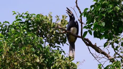 Cálao,-Cálao-De-Varios-Colores-Oriental,-Anthracoceros-Albirostris