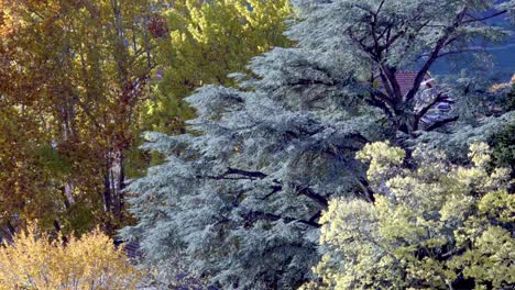 trees and tree branches on a windy autumn day