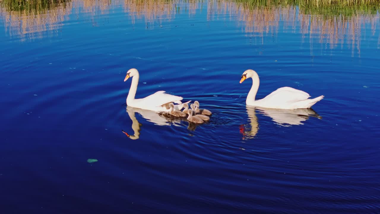 Swan parents and fluffy cygnets glide gently across reflective blue lake water