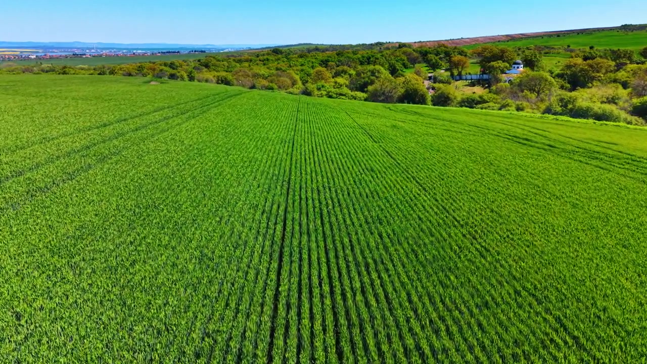 Drone perspective of green cereal field and small chapel. Aerial shot of young green grain crops in rows stretching towards a wooded area with a chapel.