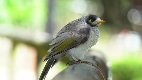 minero ruidoso, manorina melanocephala esponja las plumas de su pecho en un día ventoso para mantenerse caliente con la hermosa luz del sol brillando a través del follaje, preguntándose por el entorno que lo rodea