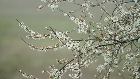 蘋果樹在春天開花, 有純粹的 bokeh