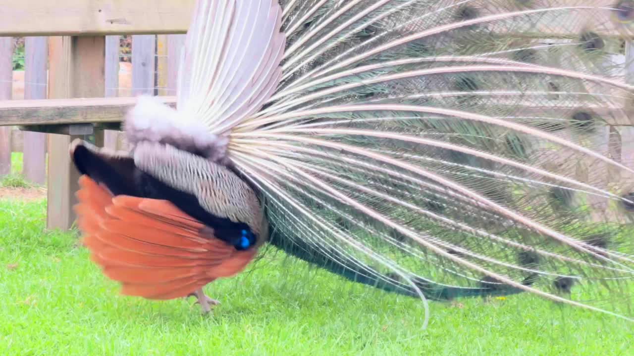 Close up handheld shot of Indian peacock displaying his plumage to attract peahen