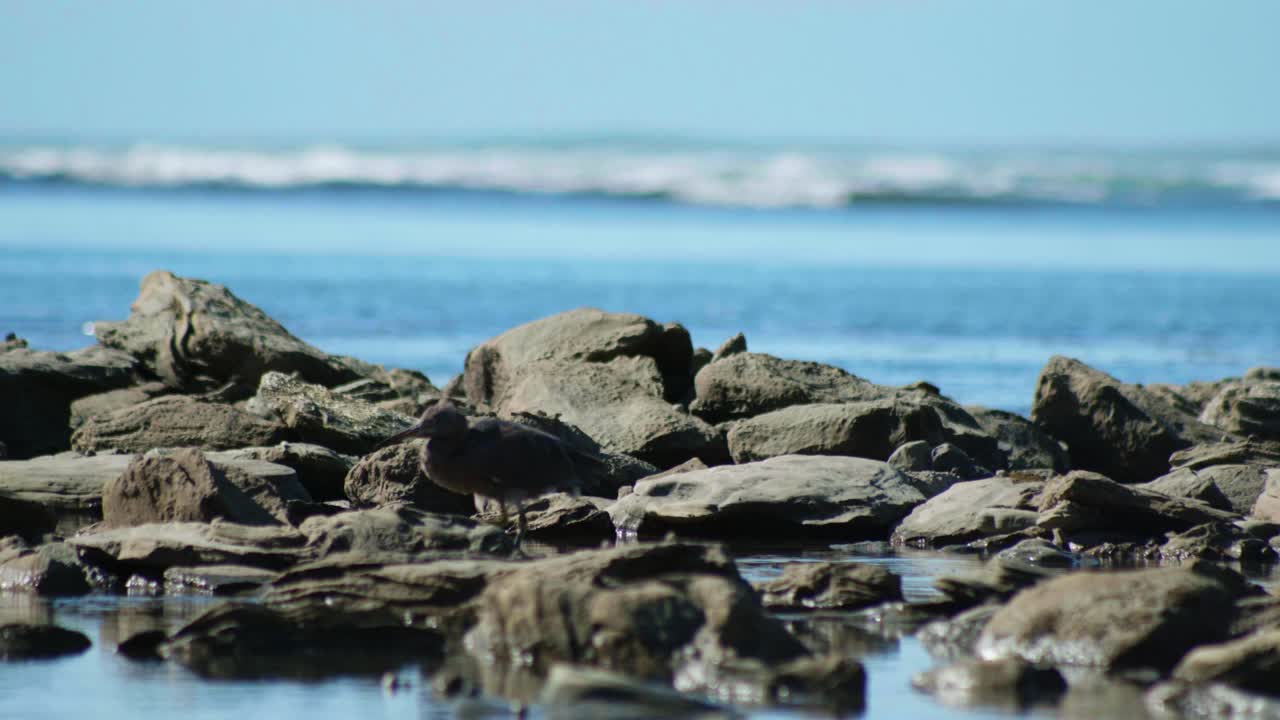 아기 카루히루히가 첫 발을  ⁇ 는 사랑스러운 순간을 포착하십시오. 새로 발견한 호기심과 매력으로 바위 지형을 자신있게 탐험합니다.