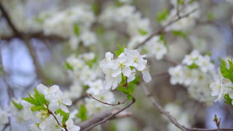 close-up of branches covered with flowering colors