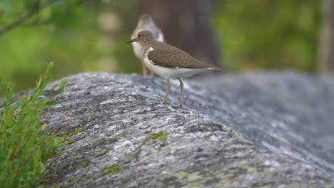 Extreme-close-up-of-two-sandpipers-singing-in-slow-motion-in-northern-Sweden,-Lappland