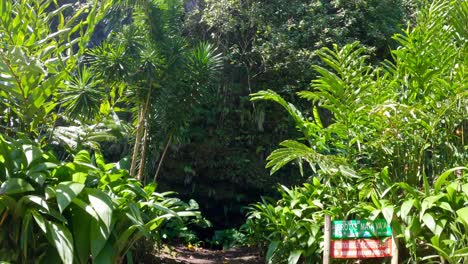 grottes de mara'a in tahiti french polynesia - a slow pan of the cave ana-mata-vaain the jungle and trees