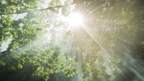 la luz del sol y los rayos a través de las copas de los árboles de rama y la bengala en el árbol de rama