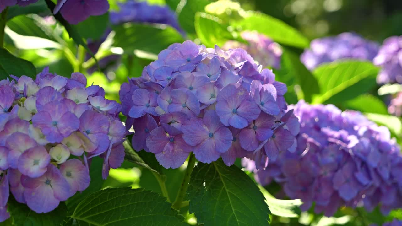 Beautiful hydrangea scenery close up with full bloom flowers