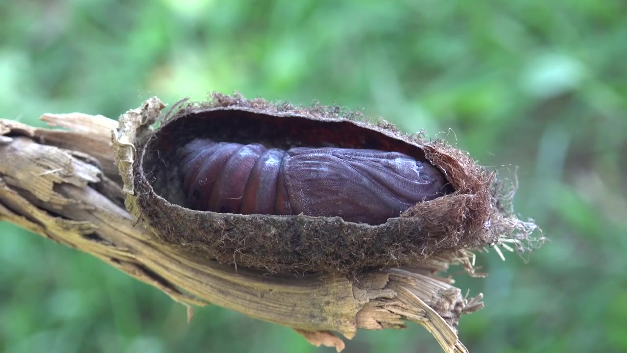 Moth Pupa Wiggling Inside Its Silk Cocoon on a Branch