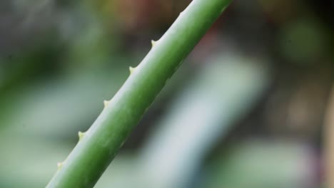 smooth pan close up of aloe vera plant leaf with thorns