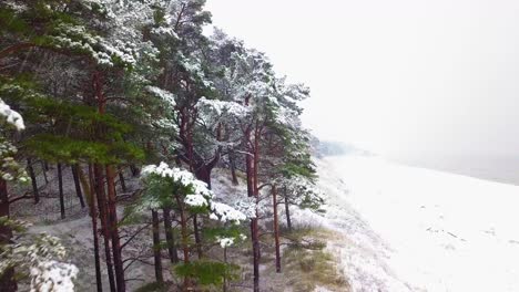 Beautiful-establishing-aerial-footage-of-trees-covered-with-snow,-light-snow-falling,-Nordic-woodland-pine-tree-forest,-Baltic-sea-coast,-wide-ascending-drone-shot-moving-forward