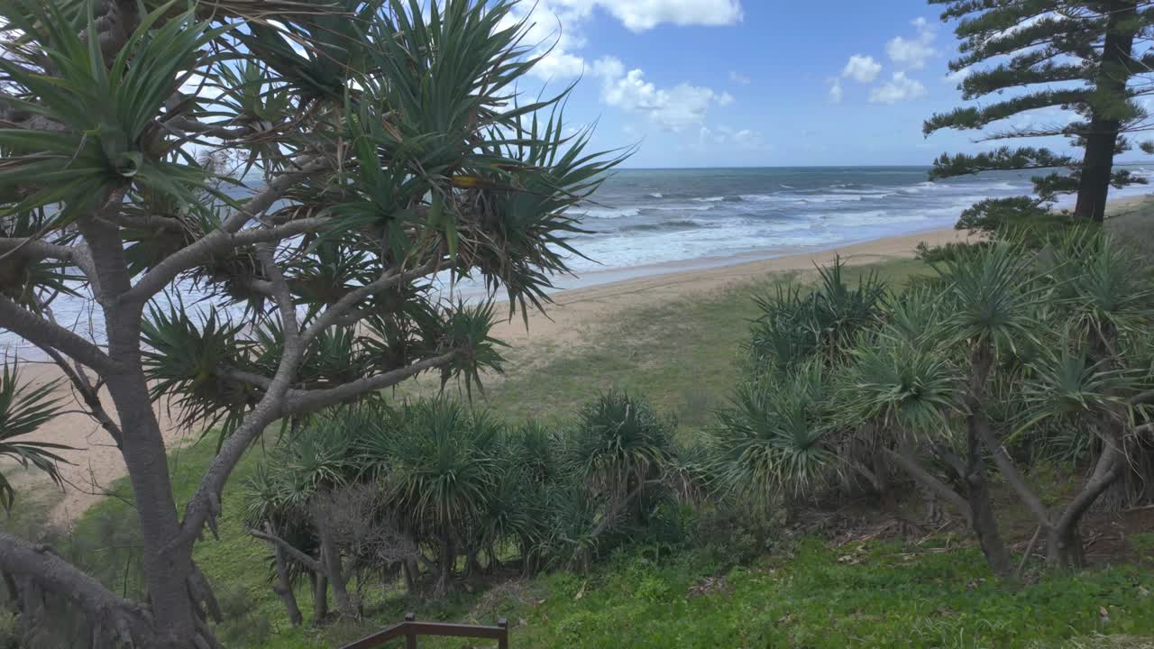 4K video of a beautiful sandy beach and a spiky tree in the foreground in Australia