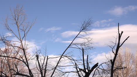 Zeitrafferaufnahmen-Von-Weißen-Wolken,-Die-Durch-Kahle-Äste-Sichtbar-Sind