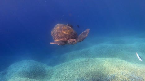 spotted a sea turtle together with small reef fishes swims over the beautiful coral reef in tropical blue ocean. - close up shot