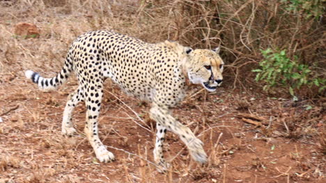 guepardo adulto con collar camina por la carretera en la reserva de thanda