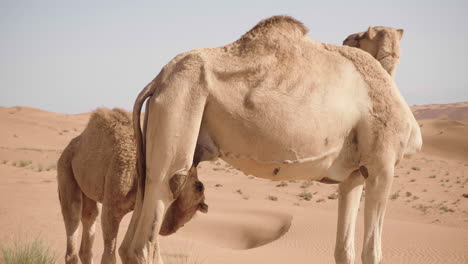 camello bebiendo de su madre en el desierto de wahiba sands de omán