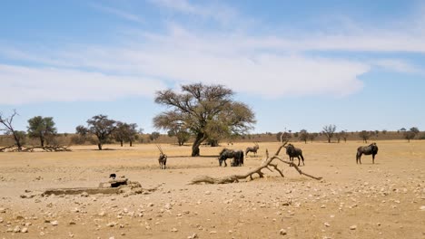 Wildebeest-and-gemsbok-gather-around-waterhole-while-crow-eats-namaqua-dove