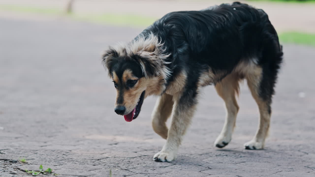 Close up of a black and brown, stray dog walking on the street