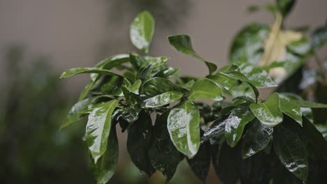 hojas de árbol de mandarina, 4k uhd
