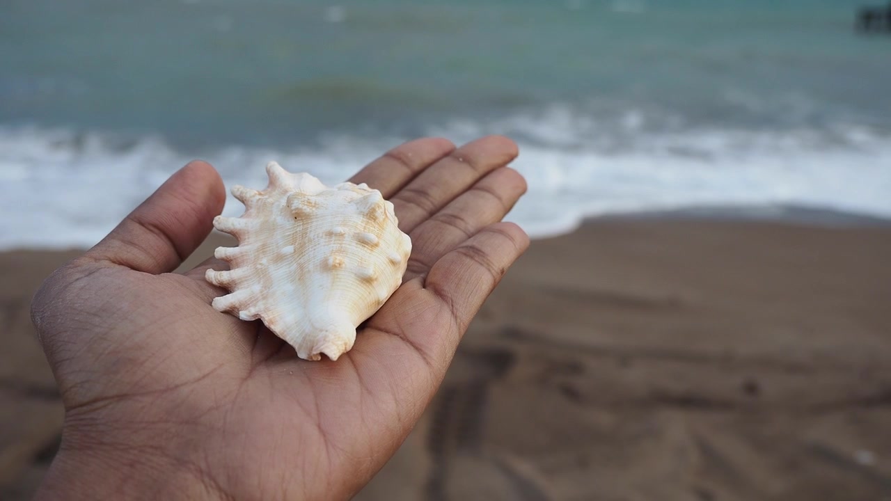Person Holding a Seashell on a Beach