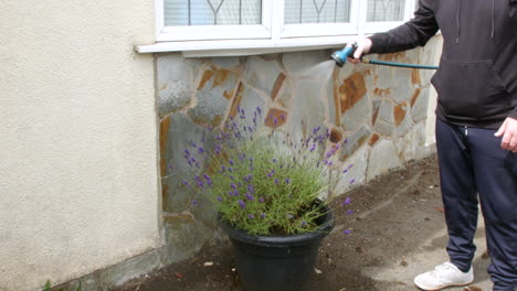 a man using a hose watering a potted lavender plant near a stone wall at home