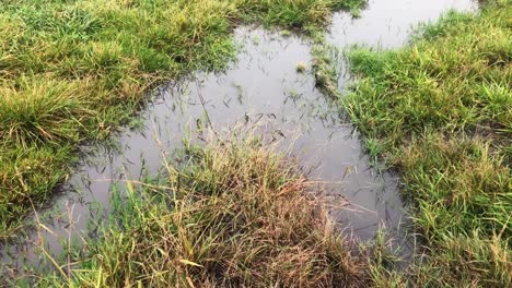 Summer-rain-drops-falling-into-puddle-on-meadow,-close-up