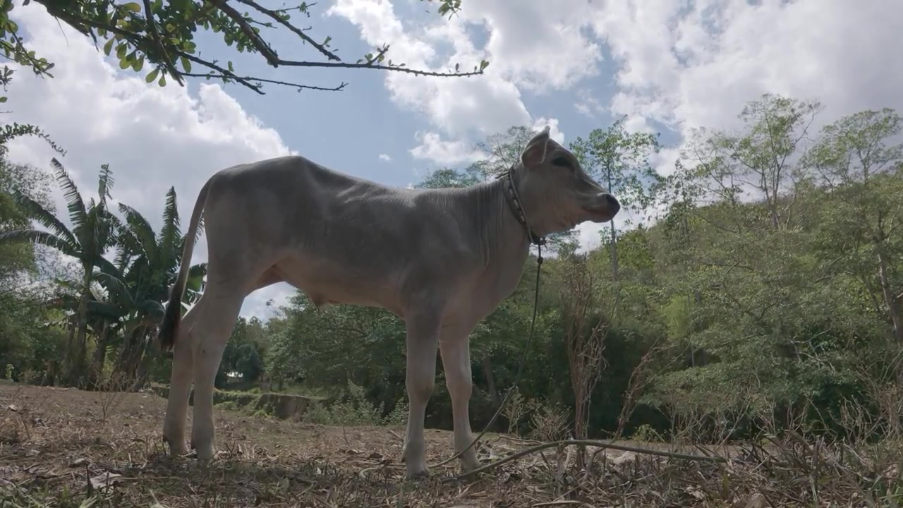 Giovane vitello in piedi in un campo rurale