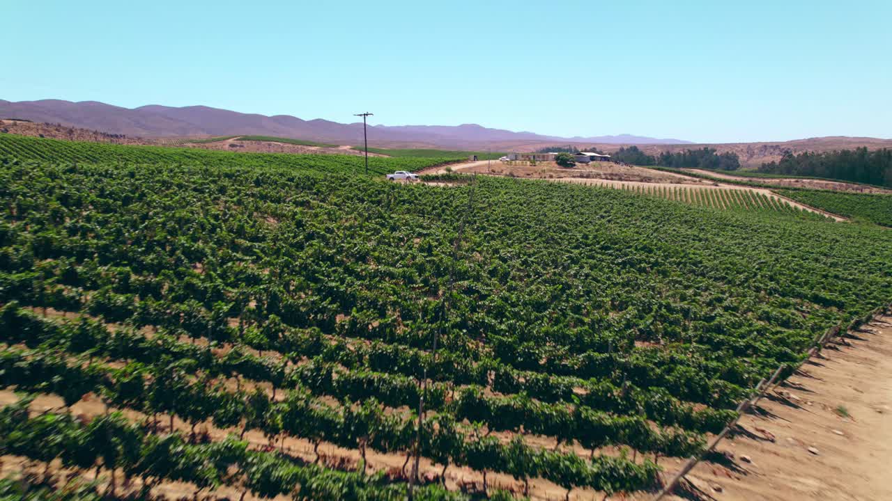 Aerial dolly in view of a vine plantation in a desertic site with scarce water in Fray Jorge, northern Chile, Limar&iacute; Valley