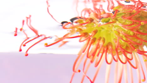 vibrant pincushion protea underwater