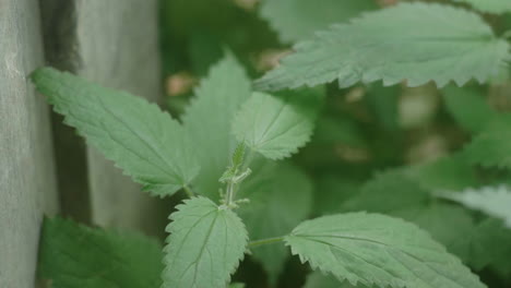 Close-up-of-the-Hands-of-a-Beautiful-Nordic-Blond-Girl-picking-stinging-nettles-with-Bare-Hands,-Urtica,-in-the-Finish-Forest,-on-the-Karhunkierros-Trail-in-the-Oulanka-National-Park,-Finland